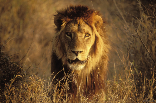 カラハリのライオン